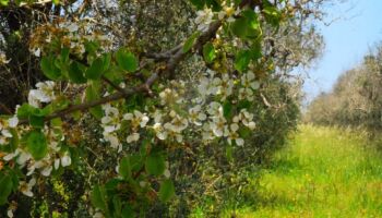 Il terreno dell’ulivo